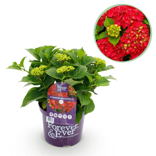 Hortensie Hydrangea Forever & Ever Rot - 7-12 Blumen - Topf 23cm Höhe 55cm - Pflanzfix24.de - Pflanzfix24.de