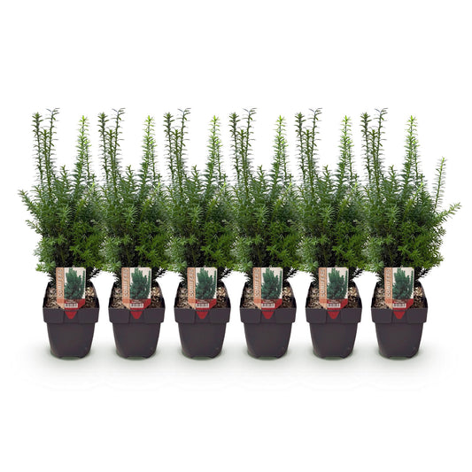 pflanzfix24 - Taxus media Hillii Heckenpflanzen - 6 Pflanzen - 1m