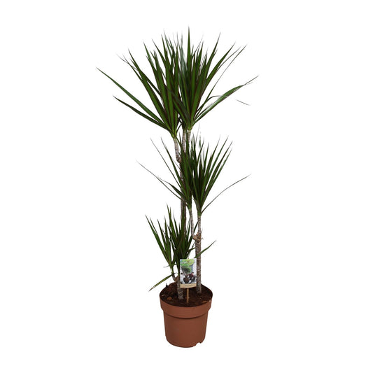 Dracaena Marginata - Indoor Plant - Pflanzfix24.de - Pflanzfix24.de
