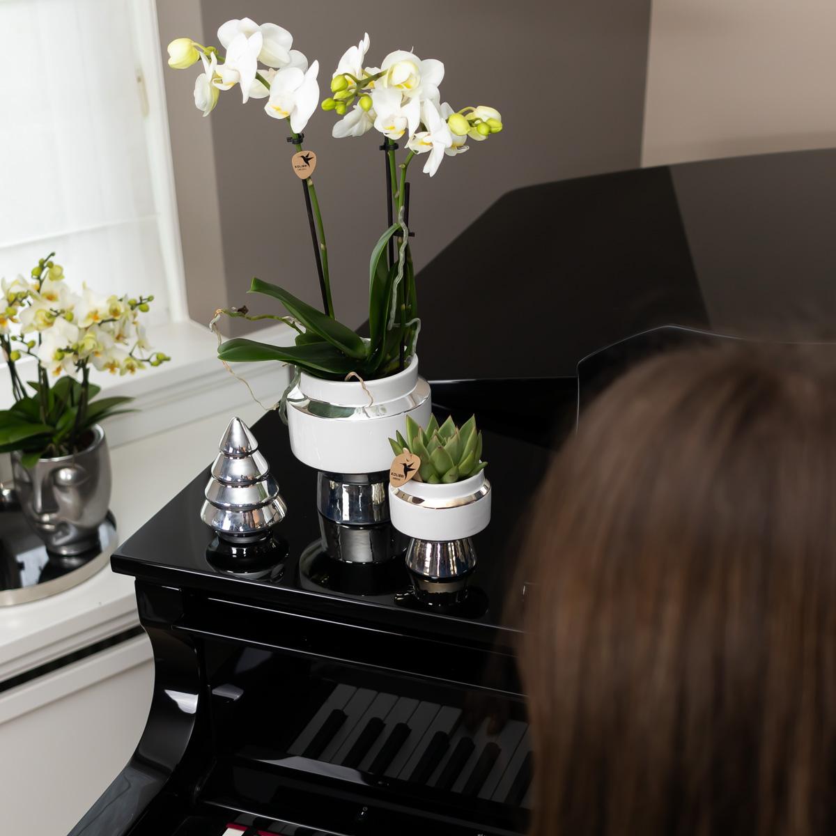 Orchidee Amabilis stilvoll Ø9cm Silbertopf 40cm – Pflanzfix24.de - Pflanzfix24.de