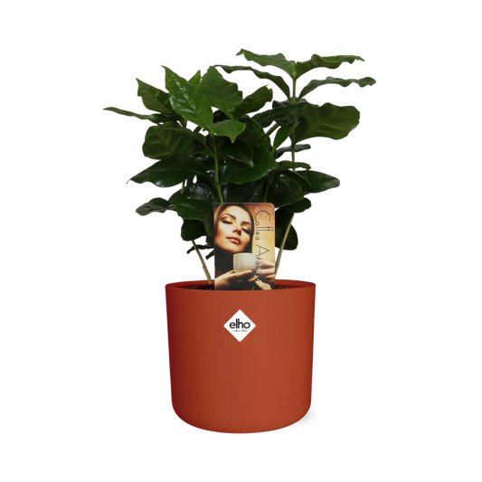 Coffea Arabica in ELHO b.for soft rond 14cm brique - Pflanzfix24
