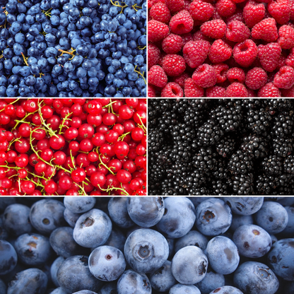 Fruchtoase BIO Obstpflanzen Mix - Pflanzfix24