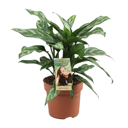 Aglaonema Maria - Ø17cm - ↕40cm - Pflanzfix24