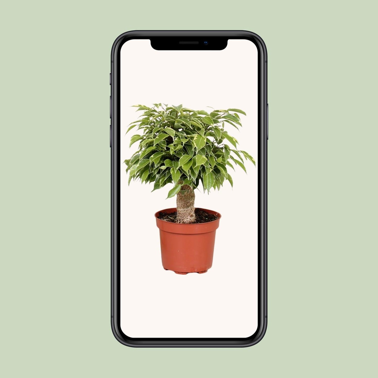 Ficus Benjamina Kinky - Ø12cm - ↕28cm bei Pflanzfix24