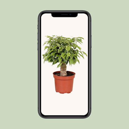 Ficus Benjamina Kinky - Ø12cm - ↕28cm bei Pflanzfix24
