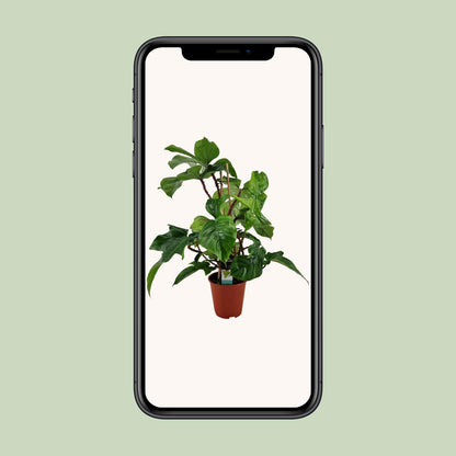 Philodendron Squamiferum - Ø19cm - ↕75cm - Pflanzfix24