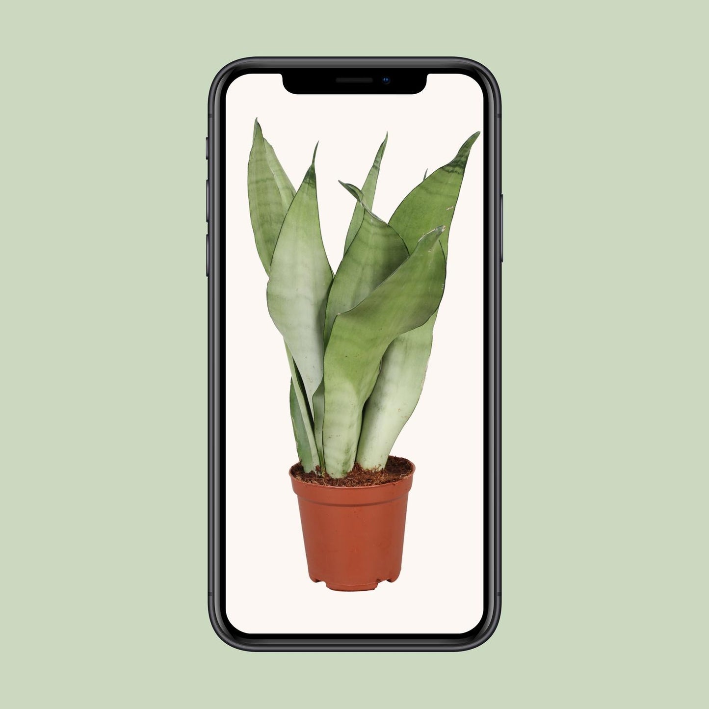 Sansevieria Trifasciata Moonshine - Ø12cm - ↕30cm - Pflanzfix24