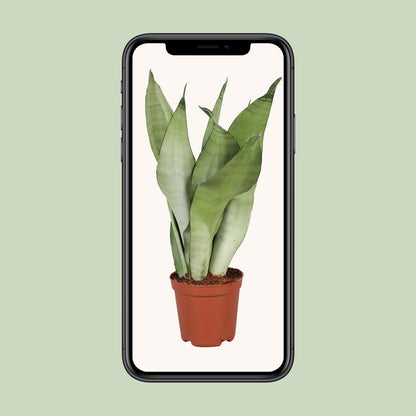 Sansevieria Trifasciata Moonshine - Ø12cm - ↕30cm - Pflanzfix24