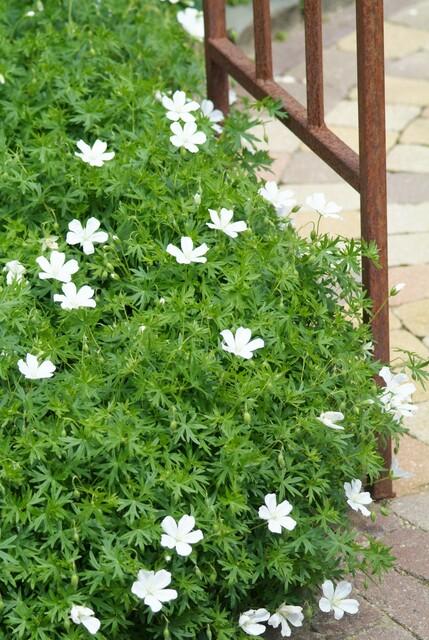 6x Geranium sanguineum 'Album' - ↕10-25cm - Ø9cm - Pflanzfix24