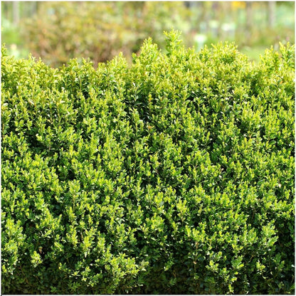pflanzfix24 - 1 Meter Buxus Sempervirens Haag - Set von 6 Winterharten Heckenpflanzen