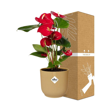 Anthurium Red 12cm in ELHO Vibes Fold 14cm geel - Pflanzfix24