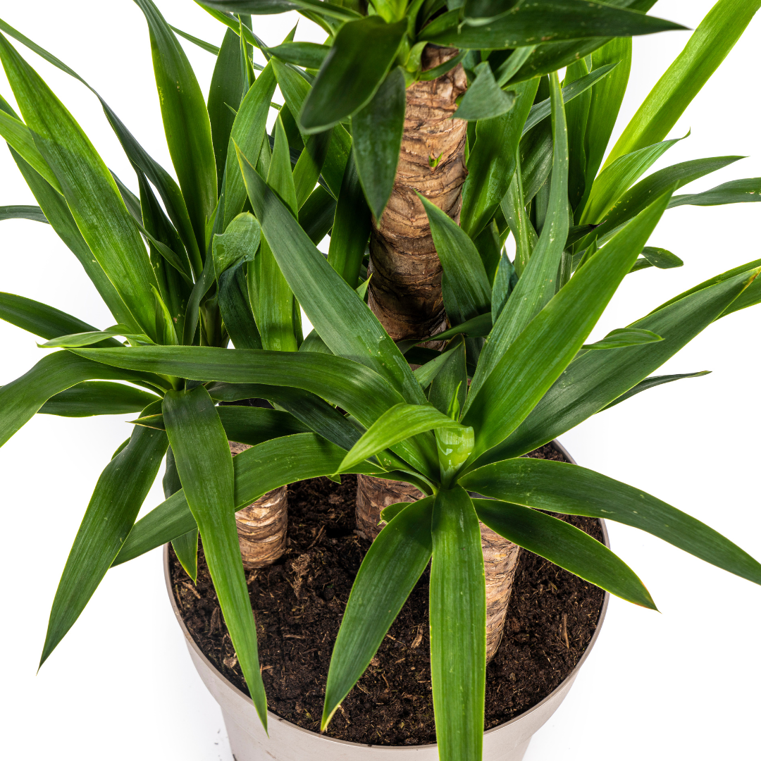 Yucca Elephantipes 90-110 cm Topf Ø30 cm – Robust & Modern | Pflanzfix24.de - Pflanzfix24.de