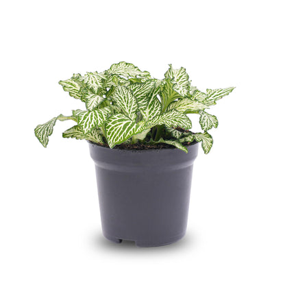 Fittonia Wit - White Tiger - Mozaiekplantje - Terrarium plant - Potmaat 8 - Pflanzfix24.de - Pflanzfix24.de