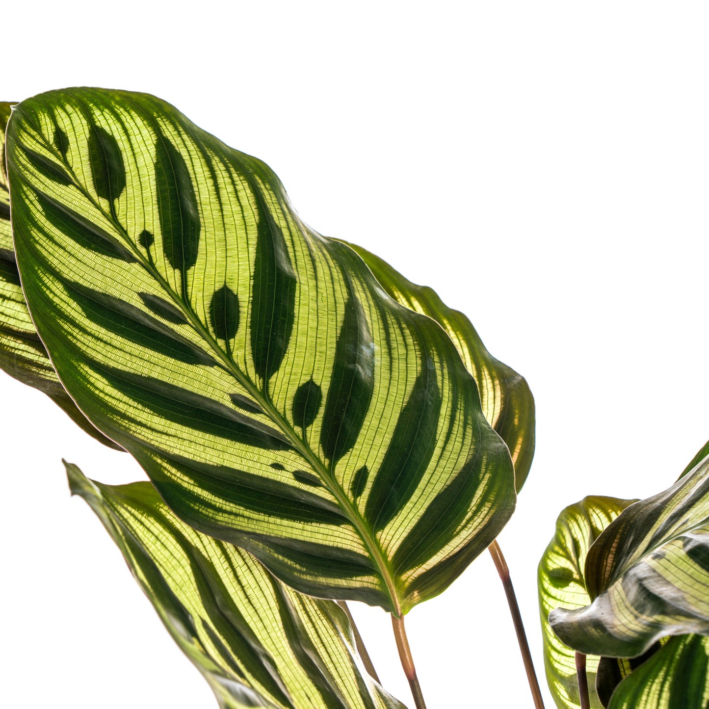 Calathea Makoyana Ø17cm - Pflanzfix24