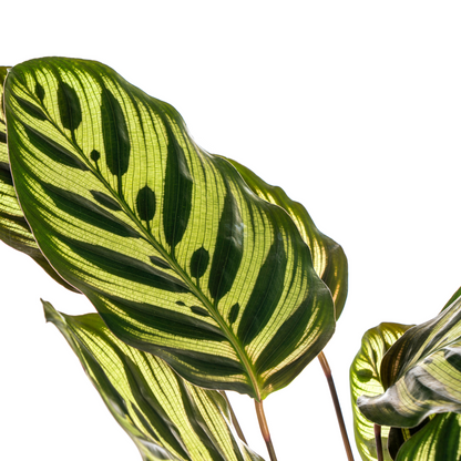 Calathea Makoyana Ø17cm - Pflanzfix24