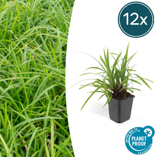 12x Carex morrowii 'Irish Green' 10-25cm – Immergrüner Bodendecker | Pflanzfix24.de