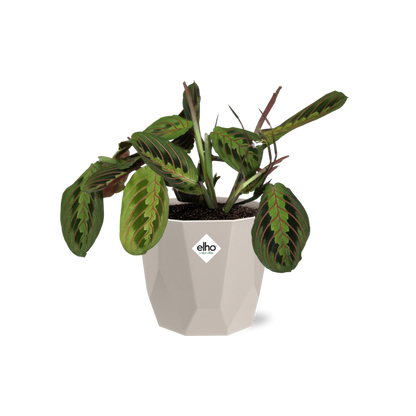 Maranta Leuconeura ‘Fascinator’ Tricolor in ELHO b.for rock 14 cm warm grey - Pflanzfix24