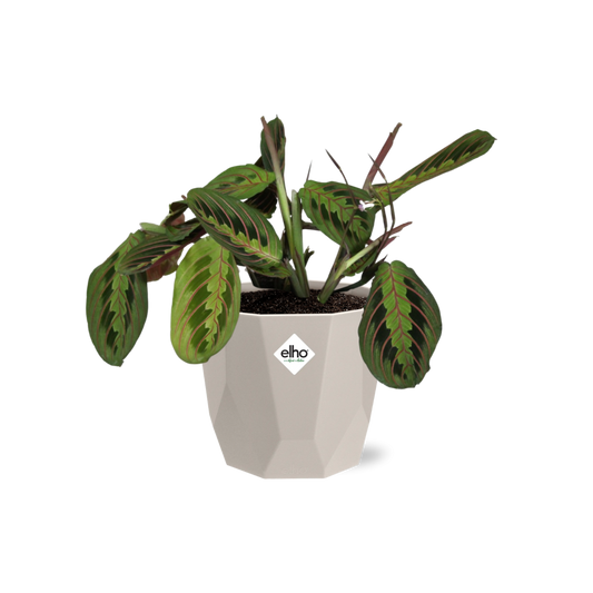 Maranta Leuconeura ‘Fascinator’ Tricolor in ELHO b.for rock 14 cm warm grey - Pflanzfix24