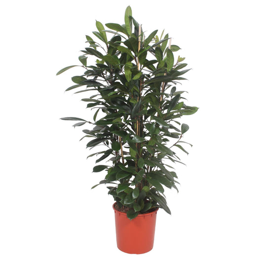 Ficus Cyathistipula struik - 180 cm - ø34 - Pflanzfix24