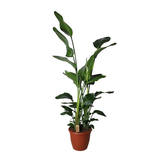 Strelitzia Nicolai - Ø36cm - ↕170cm - Pflanzfix24