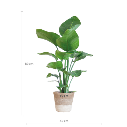 Strelitzia Nicolai 80 cm Ø19 mit Lissabon Korb weiß | Pflanzfix24.de - Pflanzfix24.de