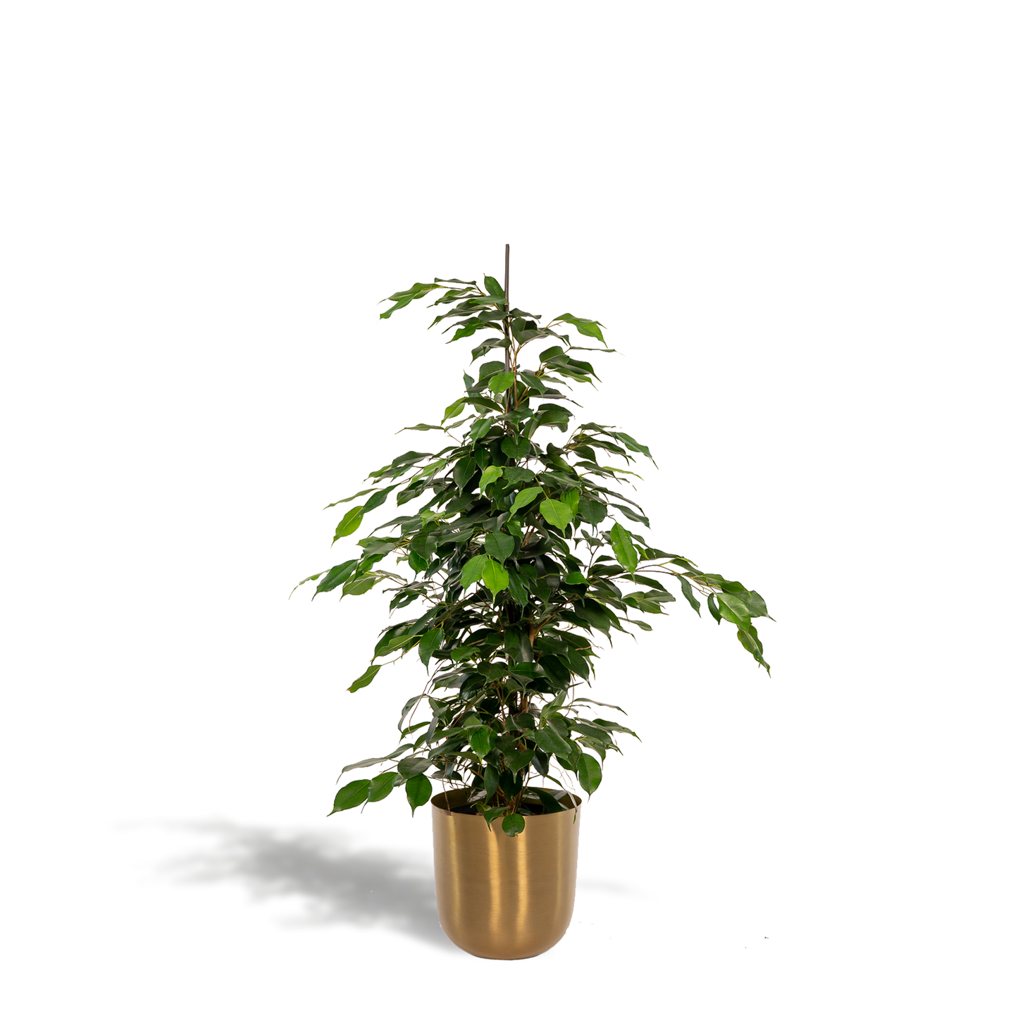 Ficus benjamina Danielle - Ø21cm - ↕95cm + Topf Mayk Gold - Pflanzfix24