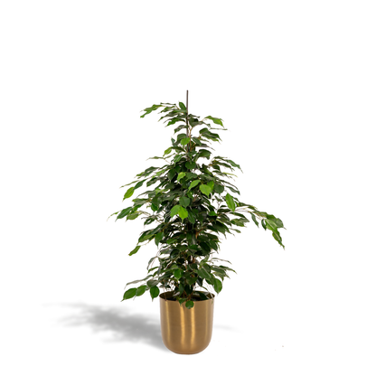 Ficus benjamina Danielle - Ø21cm - ↕95cm + Topf Mayk Gold - Pflanzfix24