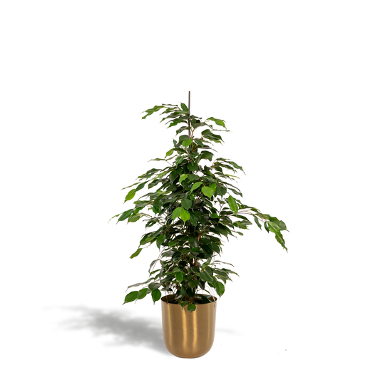 Ficus benjamina Danielle - Ø21cm - ↕95cm + Topf Mayk Gold - Pflanzfix24