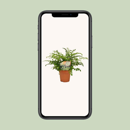 Asplenium Parvati - Ø12cm - pflanzfix24