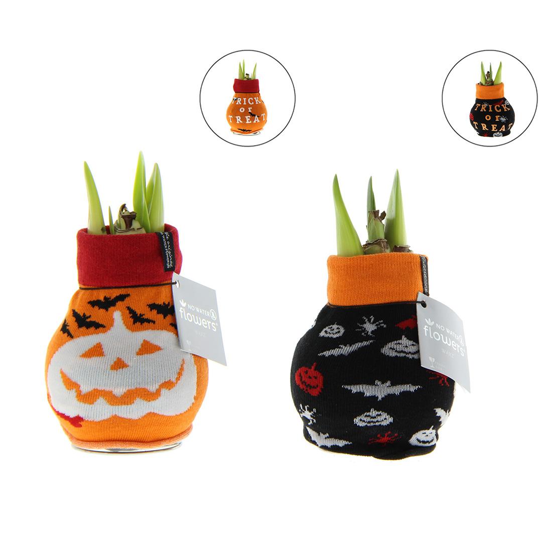 No Water Flowers® Fashionz Halloween Mix (2 pack) + Red flower - Pflanzfix24