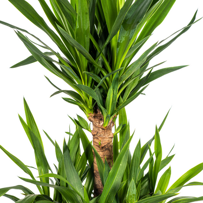 Yucca Elephantipes 90-110 cm Topf Ø30 cm – Robust & Modern | Pflanzfix24.de - Pflanzfix24.de