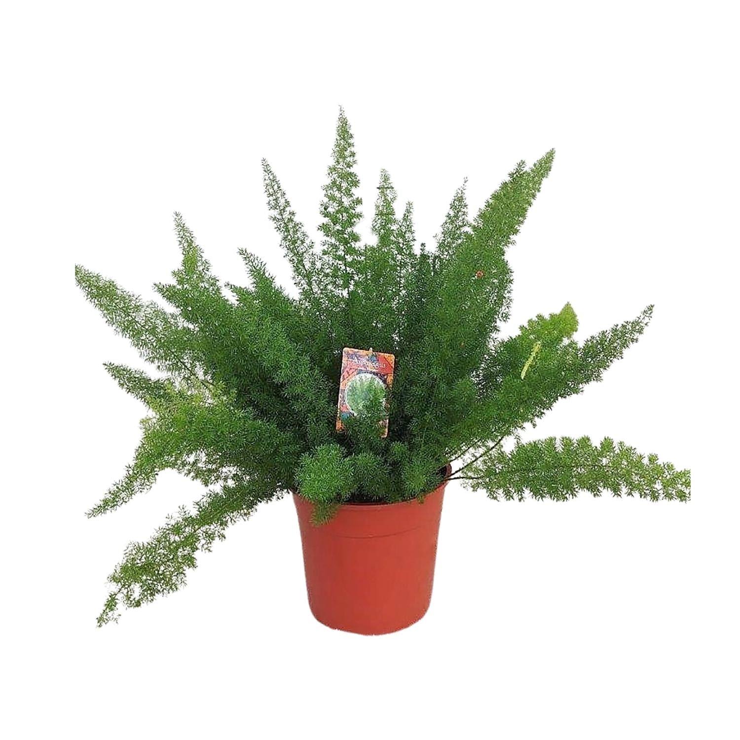 Asparagus D. Meyers - Ø27cm - ↕60cm - Pflanzfix24.de - Pflanzfix24.de