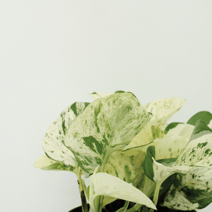 4x Epipremnum Happy Leaf - Scindapsus - 15cm - ø12 bei Pflanzfix24.de - Pflanzfix24.de