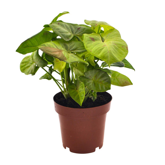 Syngonium Milk Confetti - Ø12cm - ↕20cm - Pflanzfix24