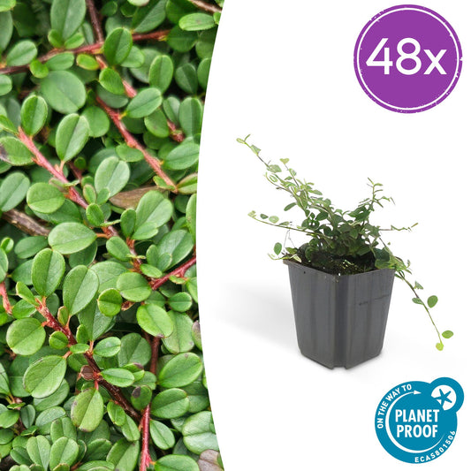 48x Cotoneaster pr. 'Streib's Findling' - ↕10-25cm - Ø9cm - Pflanzfix24