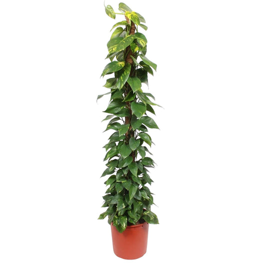 Epipremnum Aureum mosstok - 180 cm - ø34 by Pflanzfix24