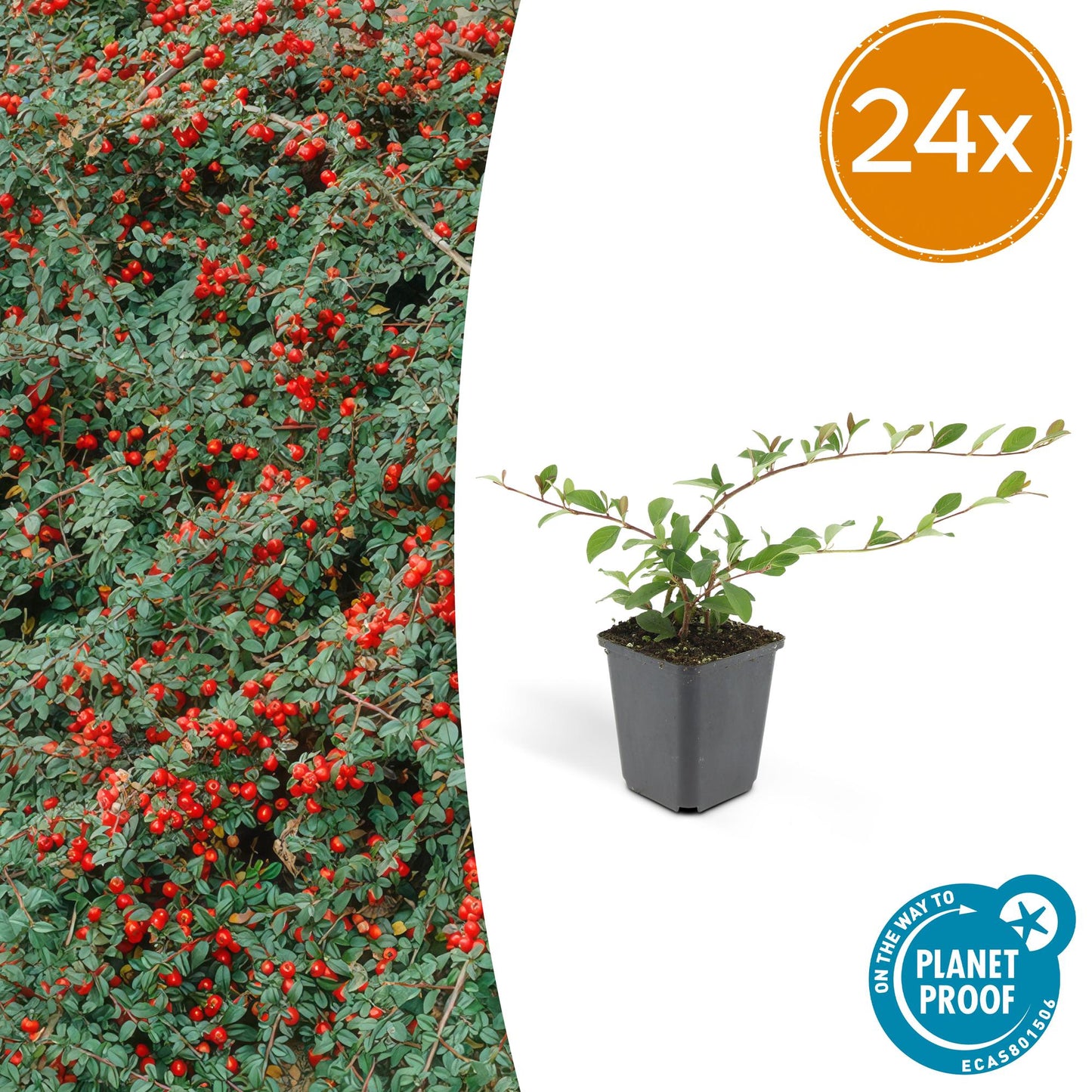 24x Cotoneaster dam. 'Major' - Bodendecker - Pflanzfix24