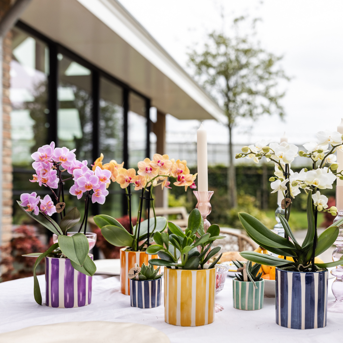 Orange Phalaenopsis „Jamaica“ Ø9cm – Multiflora Orchidee | Pflanzfix24.de - Pflanzfix24.de