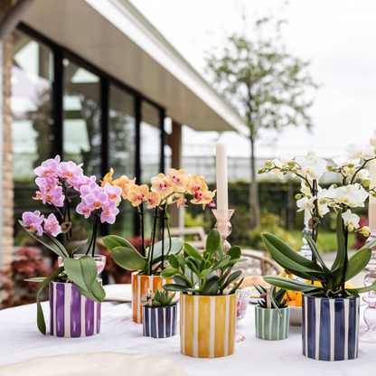 Orange Phalaenopsis „Jamaica“ Ø9cm – Multiflora Orchidee | Pflanzfix24.de - Pflanzfix24.de