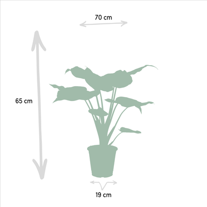 Alocasia Cucullata & Alocasia Wentii - Zimmerpflanzen-Set - Pflanzfix24.de - Pflanzfix24.de