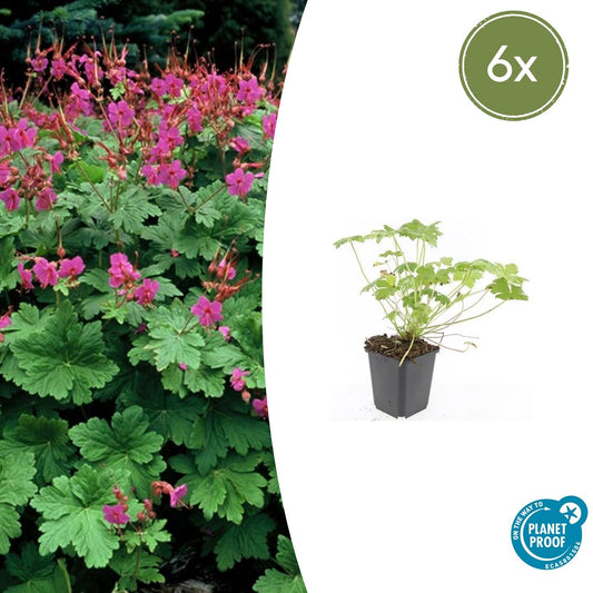 6x Geranium macr. 'Czakor' - ↕10-25cm - Ø9cm - Pflanzfix24.de - Pflanzfix24.de