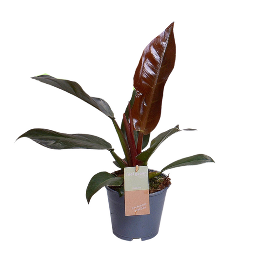 Philodendron Imperial Red Feel Green - Ø14cm - pflanzfix24
