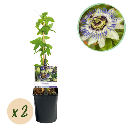 Passionsblume - Passiflora caerulea - 2 Pflanzen - Topf 11cm - Pflanzfix24.de - Pflanzfix24.de
