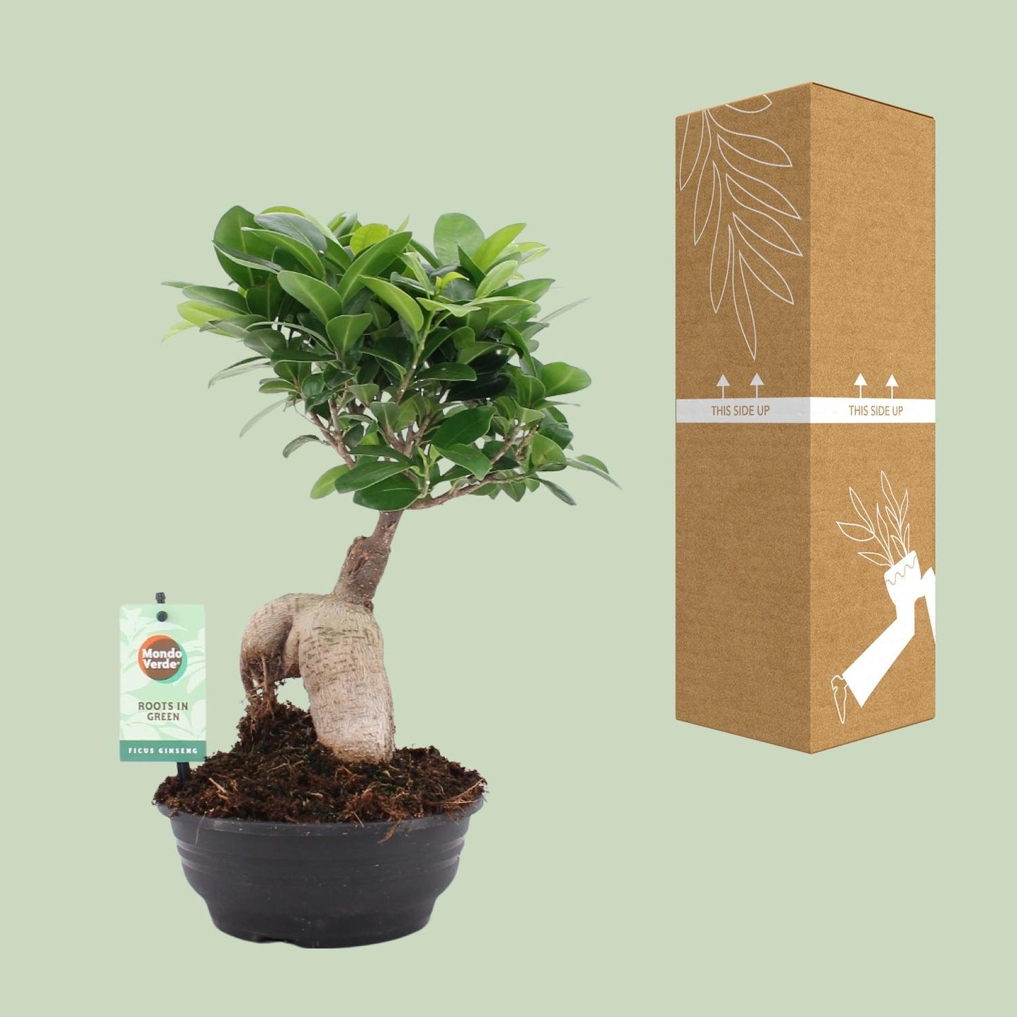 Ficus Ginseng - Ø16cm - ↕35cm - Pflanzfix24