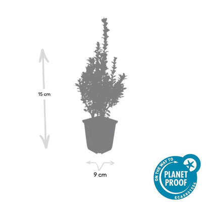 20x Buxus Sempervirens Ø9cm immergrüne Heckenpflanzen – Pflanzfix24.de - Pflanzfix24.de