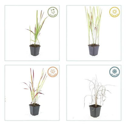 40x Imperata cylindrica 'Red Baron' - ↕10-25cm - Ø9cm