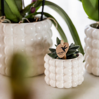 pflanzfix24 | Kolibri Home | Poppy Ziertopf - White - Ø9cm