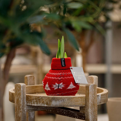 No Water Flowers® (wax amaryllis) | Fashionz Nordic - Red + Red flower - Pflanzfix24