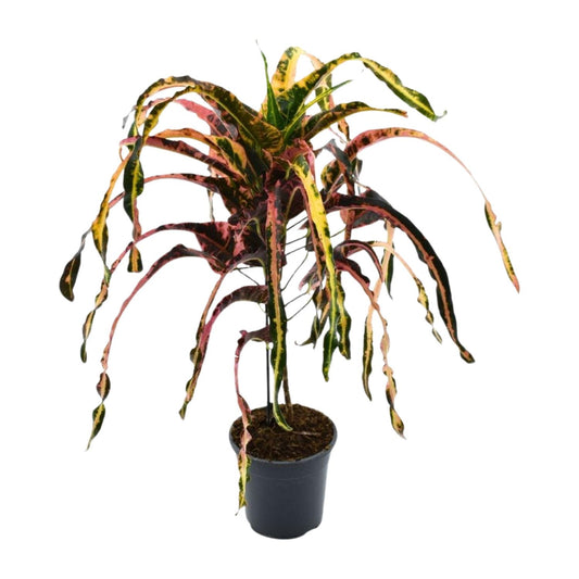 Croton Dreadlock P19 - Ø19cm - ↕85cm - Pflanzfix24