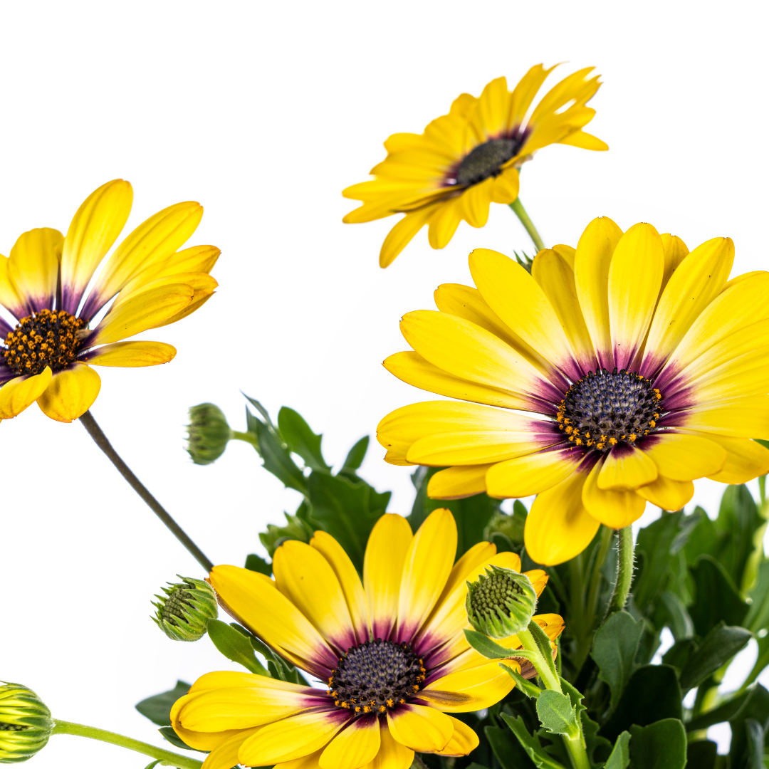 8x Osteospermum ecklonis Gelb Ø12 cm - ↕20 cm - Pflanzfix24